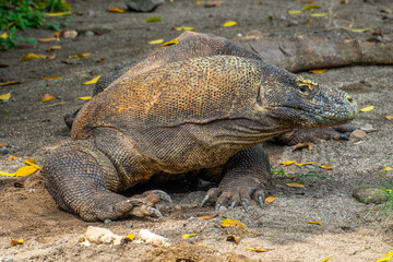 Fototapeta premium The Komodo dragon (Varanus komodoensis), also known as the Komodo monitor, is a large reptile of the monitor lizard family Varanidae that is endemic to the Indonesian islands of Komodo