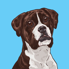 portrait of German boxer doodle, American Bulldog illustration	
