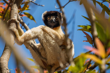 Endangered Coquerel's Sifaka Lemur Propithecus coquereli Madagascar