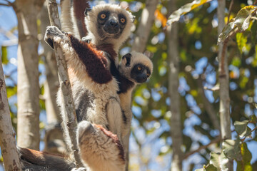 Obraz premium Endangered Coquerel's Sifaka Lemur Propithecus coquereli Madagascar