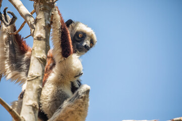 Endangered Coquerel's Sifaka Lemur Propithecus coquereli Madagascar