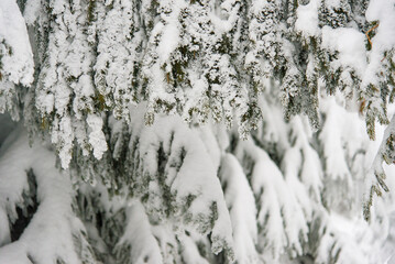 Snow covered branches. Outdoor Christmas tree with snow and falling snow, winter new year atmosphere	