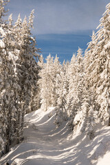 Group of spruce trees covered in snow on a sunny day, winter landscape of spruce trees in their natural habitat	