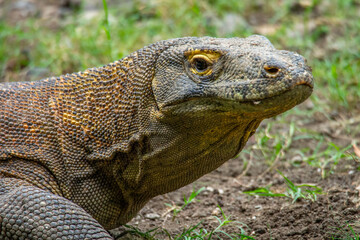 The Komodo dragon (Varanus komodoensis), also known as the Komodo monitor, is a large reptile of...