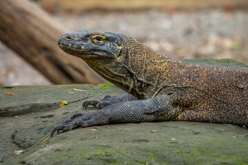 Fototapeta premium The Komodo dragon (Varanus komodoensis), also known as the Komodo monitor, is a large reptile of the monitor lizard family Varanidae that is endemic to the Indonesian islands of Komodo