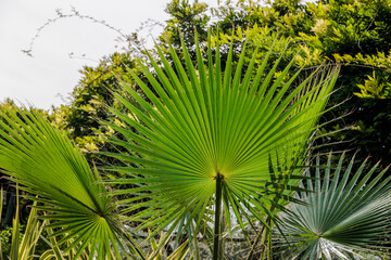 Feathered leaves of a palm tree in the ornamental garden of the Achilleion on the island of Corfu
