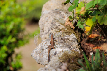 Lizard on the bark of a palm tree in Achileion on the island of Corfu