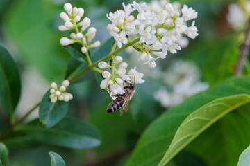 A bee collects nectar on the flowers of a privet bush