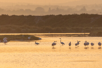 A flock of flamingos at sunset in golden light in the water of the Etang de Perols near Montpellier