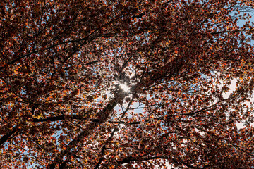 Sun rays fall through the fresh young leaves of a big old copper beech in springtime
