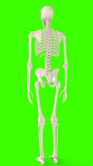 skeleton with green background