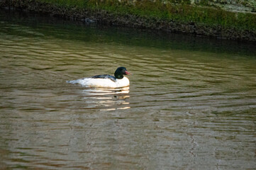Ente schwimmt auf dem Wasser an der Mauer entlang