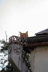 A red cat on an old roof