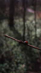 Ladybug on a tree branch in the forest