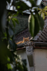 A red cat on an old roof 1