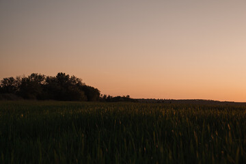 Wheat field in the west 3