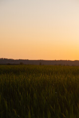 Wheat field in the west 1