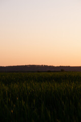 Wheat field in the west