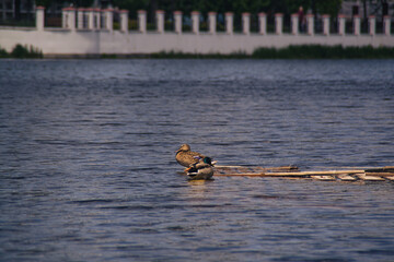 Two ducks on the boards of the river