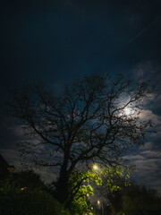 Fototapeta premium Silhouette of a Tree Under Moonlit Night Sky with Streetlights and Subtle Starry Glow 