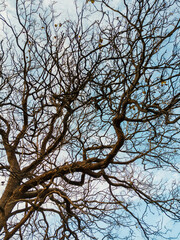 Close-Up of Leafless Tree Branches Against a Bright Blue Sky in Winter

