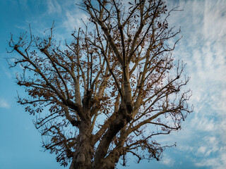 Majestic Tree with Sparse Autumn Leaves Against a Bright Blue Sky and Wispy Clouds
