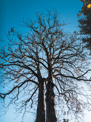 Towering Leafless Tree Reaching into a Clear Blue Sky in a Scenic Outdoor Setting
