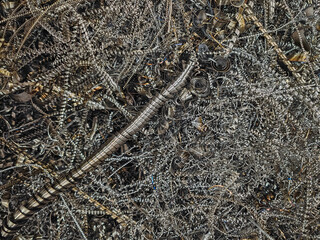 Scrap metal shavings from CNC machine. Steel material recycling industrial background texture. Metal swarf from a lathe