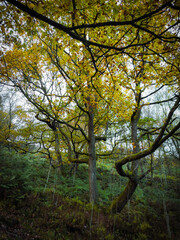 Twisting moss-covered branches of a large tree in an autumn forest with vibrant golden and green foliage
