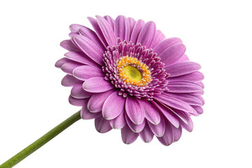 A stunning purple gerbera daisy, its petals layered perfectly around a golden-yellow core, exuding charm and symmetry in full bloom, isolated on a transparent background