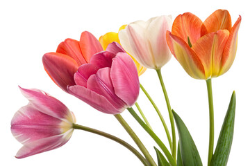 Fototapeta premium A tightly grouped set of tulips in pastel shades of pink, white, and orange, their overlapping petals showcasing texture and delicacy, isolated on a transparent background