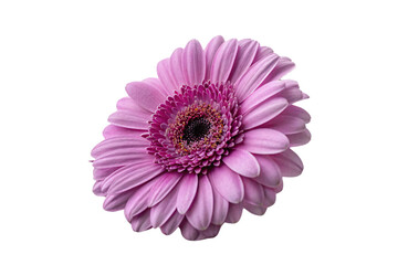 A vibrant purple gerbera, captured at a tilted angle, highlights its petal gradients and a rich, dark-centered beauty radiating timeless elegance, isolated on a transparent background