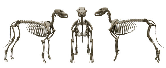 Dog Skeleton isolated on white © Aziz3D99