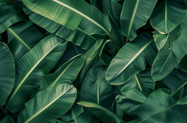 Fresh Green Banana Leaf abstract background realistic bananas leaf wallpaper