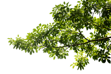 Close-up view of a branch with beautiful green leaves, taken with natural light from behind, isolated on a transparent background png file.