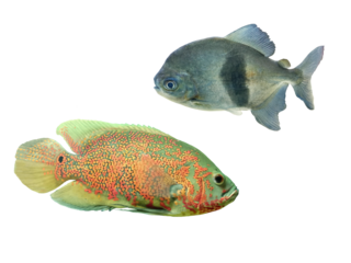 Close up view of an oscar fish Astronotus ocellatus and a gray Myleus aquarian fish isolated on a png file with transparent background.