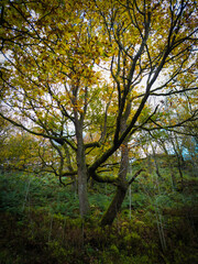 Moss-covered twisted tree branches in a lush forest during autumn with vibrant green and yellow foliage
