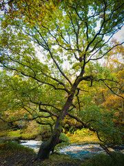 Moss-covered twisted tree branches in a lush forest during autumn with vibrant green and yellow foliage
