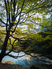 Moss-covered twisted tree branches in a lush forest during autumn with vibrant green and yellow foliage

