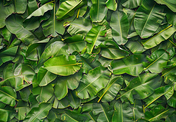 Fresh Green Banana Leaf abstract background realistic bananas leaf wallpaper