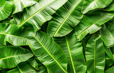 Fresh Green Banana Leaf abstract background realistic bananas leaf wallpaper