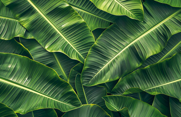 Fresh Green Banana Leaf abstract background realistic bananas leaf wallpaper