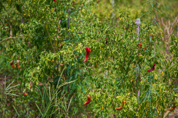 Chili pepper bush growing in soil
