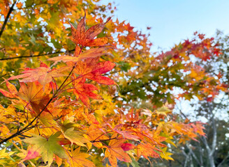 紅葉したモミジの枝と緑の森