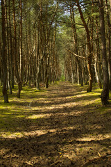 The road in the pine forest