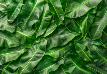 Fresh Green Banana Leaf abstract background realistic bananas leaf wallpaper