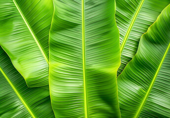 Fresh Green Banana Leaf abstract background realistic bananas leaf wallpaper
