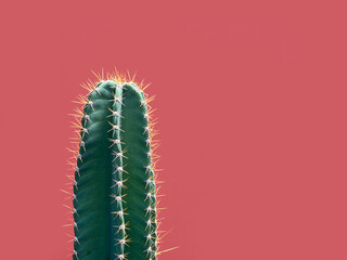 cactus in red