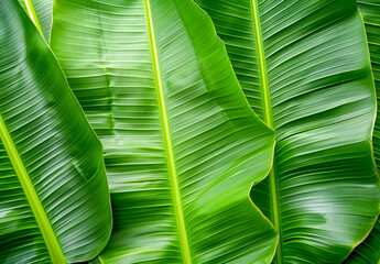 Fresh Green Banana Leaf abstract background realistic bananas leaf wallpaper