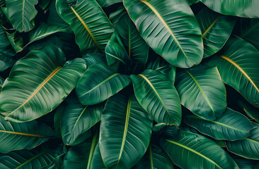 Fresh Green Banana Leaf abstract background realistic banana leaf wallpaper